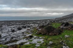 Cavis_Ireland-0812957
