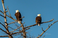 Eagles_7430940_Web