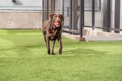 P1155007_Dog-with-Ball
